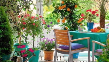 m Winter garden room with Citrus limon, Pelargonium, Tibouchina and Phoenix roebelenii