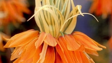Szachownica Aureomarginata. Szachownica cesarska. Kwiaty cebulowe Szachownica Aureomarginata. Kwiaty cebulowe