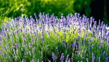 ROSLINY KWIATY LAWENDA