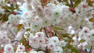 Wiśnia piłkowana (Prunus serrulata)