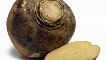 Brukiew ma kulisto-owalny korzeń i żółty miąższ. Brukiew ma kulisto-owalny korzeń i żółty miąższ.