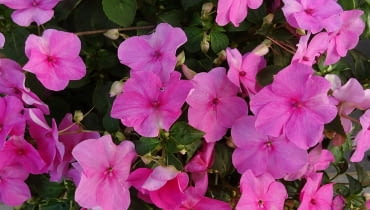 Niecierpek Wallerian Niecierpek Wallerian