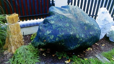 Zimozielone krzewy liściaste lepiej znoszą mroźną zimę, rosnąc w półcieniu. Jeśli mają słoneczne stanowiska, lepiej je okryć Zimozielone krzewy liściaste lepiej znoszą mroźną zimę, rosnąc w półcieniu. Jeśli mają słoneczne stanowiska, lepiej je okryć