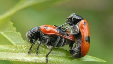 Moszenica czterokropka Moszenica czterokropka