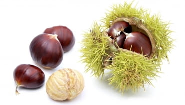 ORZECHY KASZTANA mają brązową łupinę i kolczastą okrywę. ORZECHY KASZTANA mają brązową łupinę i kolczastą okrywę.