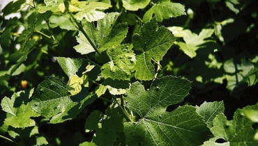 ROSLINY WINOROSL VITIS - SZKODNIK SZPECIEL PILSNIOWIEC FOT. GABRIEL LABANOWSKI PUBLIKACJA KWIETNIK NR 3 (147) - 3 2007 - KLINIKA ROSLIN SLOWA KLUCZOWE: ROSLINY SZKODNIKI