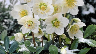 CIEMIERNIK BIAŁY wychyla kwiaty spod śniegu, który do pewnego stopnia chroni roślinę przed mrozem