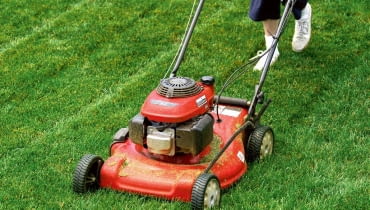 Murawę warto przycinać co kilka dni, by była młoda i delikatna, a po koszeniu pozostawało jej niewiele