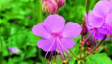 Wiosna: Bodziszek na nowo się zazielenia, a w maju rozwija karminowo-fioletowe kwiatki (o średnicy ok. 2,5 cm) z uroczymi długimi pręcikami. Wiosna: Bodziszek na nowo się zazielenia, a w maju rozwija karminowo-fioletowe kwiatki (o średnicy ok. 2,5 cm) z uroczymi długimi pręcikami.