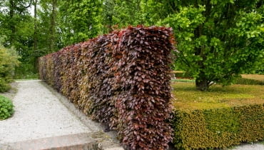 Buk czerwony - żywopłot