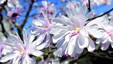 Magnolie jako rośliny ozdobne uprawia się ze względu na piękne kwiaty magnolia, w ogrodzie, krzewy, rośliny ogrodowe