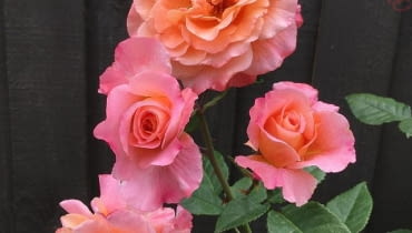 ‘Augusta Luise®’ ‘Augusta Luise®’