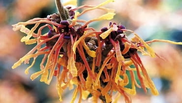 Hamamelis x intermedia 'Aphrodite'