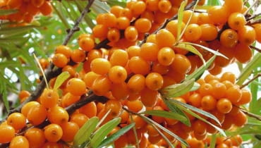 Owocujący rokitnik Owocujący rokitnik