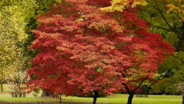 Klon japoński (Acer palmatum ssp matsumarae) Klony orientalne, klon palmowy, klon japoński