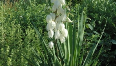 Juka kalifornijska (Yucca filamentosa) Juka kalifornijska (Yucca filamentosa)