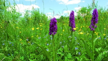 Kukułki na stanowisku naturalnym - ich siedlisko to podmokła łąka i dużo światła Kukułki na stanowisku naturalnym - ich siedlisko to podmokła łąka i dużo światła