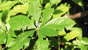 Chrząszcz opuchlak truskawkowca zjada liście azalii Chrząszcz opuchlak truskawkowca zjada liście azalii