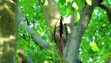 Ciągle pogłębiające się pęknięcie pomiędzy dużymi konarami grozi wyłamaniem jednego z nich, a nawet obu.