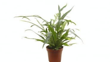 Paproć Aglaomorfa (Aglaomorpha coronans) 'Jims' Paproć Aglaomorfa (Aglaomorpha coronans) 'Jims'