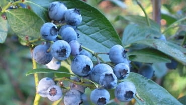 Borówka wysoka, inaczej amerykańska (Vaccinium corymbosum). Owoce