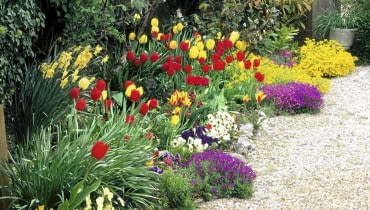 Wiosenna rabata z tulipanami i nacyzami Colourful spring border with Tulipa, Narcissus and Alyssum