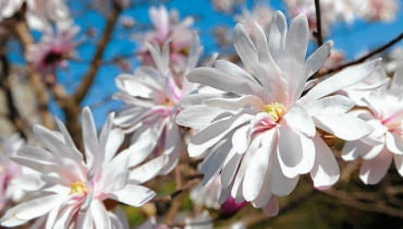Magnolia gwiździsta 'Rosea' Magnolia gwiździsta 'Rosea'