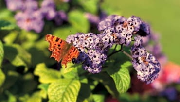 Heliotrop. Tworzy płaskie kwiatostany złożone z drobnych, silnie pachnących kwiatów. Może dorastać do około 70 cm. Potrzebuje dużo słońca i regularnego zasilania. Heliotrop. Tworzy płaskie kwiatostany złożone z drobnych, silnie pachnących kwiatów. Może dorastać do około 70 cm. Potrzebuje dużo słońca i regularnego zasilania.