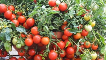 Jakie odmiany pomidorów wybrać?