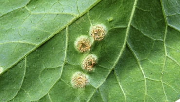 Rdza na liściach roślin