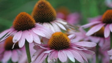 Jeżówka purpurowa (Echinacea purpurea) Jeżówka purpurowa (Echinacea purpurea)