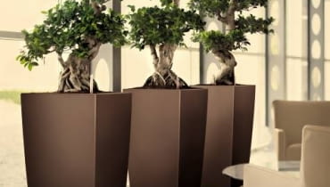 Fikusy idealnie nadają się do formowania bonsai przeznaczonych do pomieszczeń. Można z nich uzyskać nawet duże formy. bonsai