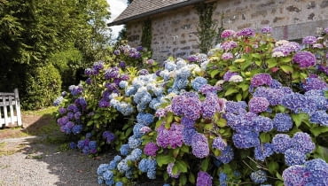 krzewy hortensji ogrodowej