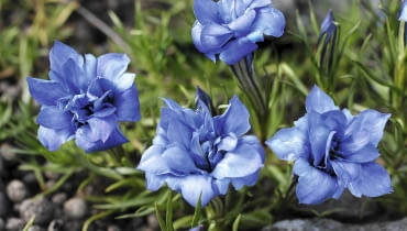 'EUGENS ALLERBESTER' (odmiana mieszańcowa) 'EUGENS ALLERBESTER' (odmiana mieszańcowa)