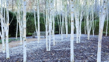 Białe pnie i konary o zmierzchu i nocą w świetle lamp lub księżyca wyglądają niesamowicie, jakby były obleczone białym całunem. Na zdjęciu odmiana 'Grayswood Ghost'. Drzewa robią największe wrażenie, gdy rosną w grupie jako mały zagajnik lub tworzą szpaler biegnący np. wzdłuż żywopłotu. Białe pnie i konary o zmierzchu i nocą w świetle lamp lub księżyca wyglądają niesamowicie, jakby były obleczone białym całunem. Na zdjęciu odmiana 'Grayswood Ghost'. Drzewa robią największe wrażenie, gdy rosną w grupie jako mały zagajnik lub tworzą szpaler biegnący np. wzdłuż żywopłotu.