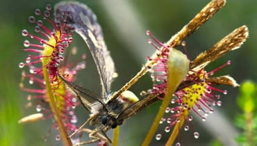 Roślina owadożerna w akcji