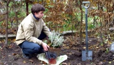 <b>Dołowanie pojemników</b> - donice z roślinami(nawet mrozoodpornymi) jesienią wkopujemy w zacisznym, ocienionym miejscu, a po przymrozkach okrywamy ściółką. 20.11.03 WARSZAWA OGROD PRYWATNY DOLOWANIE ROSLIN DONICZKI PRZED ZIMA PRACE JESIENNE JESIEN OCHRONA PRZED MROZ