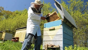 Pasiekę można zakładać z dala od domów