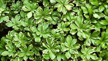 Runianka RUNIANKA JAPONSKA PACHYSANDRA TERMINALIS ODMIANA BIALOOBRZEZONA BYLINA KRZEWINKA LISC DWUBARWNY FOT. WOJCIECH PODSTOLSKI SLAJD MALY PUBLIKACJA OGRODY NR 12 (68) - 12.2004 SLOWA KLUCZOWE: ROSLINY ZDJĘCIE DO WKŁADKI: PUBLIKACJA OGRODY NR 12 (68) - CZASOPISMA