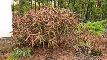 28.03.2003 WARSZAWA ULICA SYTA OGROD WIOSNA SZKODY MROZOWE PRZEMARZNIETY OKAZ KRZEWY LISCIASTE RODODENDRON KATAWBIJSKI MROZ N/Z SUSZA FIZJOLOGICZNA USCHNIETA ROSLINA FOT. PAWEL SLOMCZYNSKI / AGENCJA GAZETA PUBLIKACJA KWIETNIK NR 11 (107) - 11.2003 SLOWA KLUCZOWE: ROSLINY ZIMA OGRODY ZNISZCZENIA ZDJĘCIE DO WKŁADKI: PUBLIKACJA KWIETNIK NR 11 (107) - CZASOPISMA