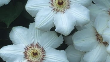 Clematis 'Królowa Jadwiga' Clematis 'Królowa Jadwiga'