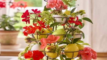 Kolorowa, pełna życia i w oczekiwaniu na lato – taka jest Wielkanoc z pelargoniami!