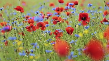 Kolory lata, czyli maki polne (Papaver rhoeas) i chabry bławatki (Centaurea cyanus). Chętnie rosną w zbożu i są jednoroczne - na ogrodowej łączce można je zastąpić gatunkami wieloletnimi. Kolory lata, czyli maki polne (Papaver rhoeas) i chabry bławatki (Centaurea cyanus). Chętnie rosną w zbożu i są jednoroczne - na ogrodowej łączce można je zastąpić gatunkami wieloletnimi.