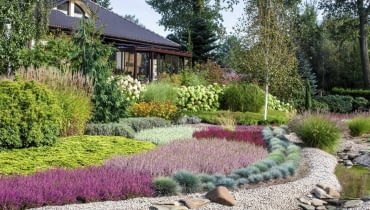 Oryginalne wrzosowisko nad strumieniem. Za pasem kostrzewy rośnie wrzos 'Roswitha', 'Pink Alicia', 'Athene' oraz biały 'Melanie'. Oryginalne wrzosowisko nad strumieniem. Za pasem kostrzewy rośnie wrzos 'Roswitha', 'Pink Alicia', 'Athene' oraz biały 'Melanie'.