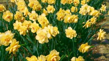 Narcyz pełny 'Tahiti'