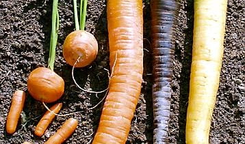 Odmiany marchwi różnią się wielkością, kształtem i kolorem. 23.09.03 WARSZAWA OGROD PRYWATNY WARZYWA KORZENIOWE MARCHEW ODMIANY ROZNE KOLORY I KSZTALTY ODMIANA ZOLTA YELLOWSTONE FIOLETOWA PURPLE HAZE FOT. PAWEL SLOMCZYNSKI AGENCJA GAZETA