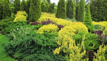 IGLAKI TUJA THUJA ZYWOTNIK TAWULA JAPONSKA SPIRAEA JAPONICA GOLD FLAME JALOWIEC JUNIPERUS FOT. EWA NARKIEWICZ PUBLIKACJA KWIETNIK NR 3 (135) - 3.2006 SLOWA KLUCZOWE: ROSLINY OGRODY ZDJĘCIE DO WKŁADKI: PUBLIKACJA KWIETNIK NR 3 (135) - CZASOPISMA