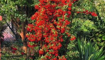 OGNIK SZKARŁATNY swą nazwę gatunkowa zawdzięcza czerwonym owocom. Mają je zarówno dziko rosnące krzewy, jak i wiele odmian tego gatunku. OGNIK SZKARŁATNY swą nazwę gatunkowa zawdzięcza czerwonym owocom. Mają je zarówno dziko rosnące krzewy, jak i wiele odmian tego gatunku.