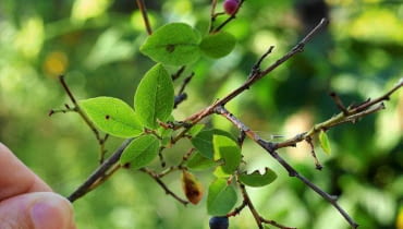 KONICA MINOLTA DIGITAL CAMERA