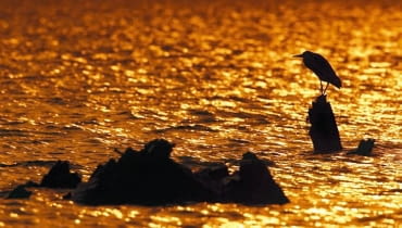 Czapla albo wypatruje zdobyczy, brodząc w płytkiej wodzie, albo cierpliwie wędkuje, godzinami stojąc nieruchomo